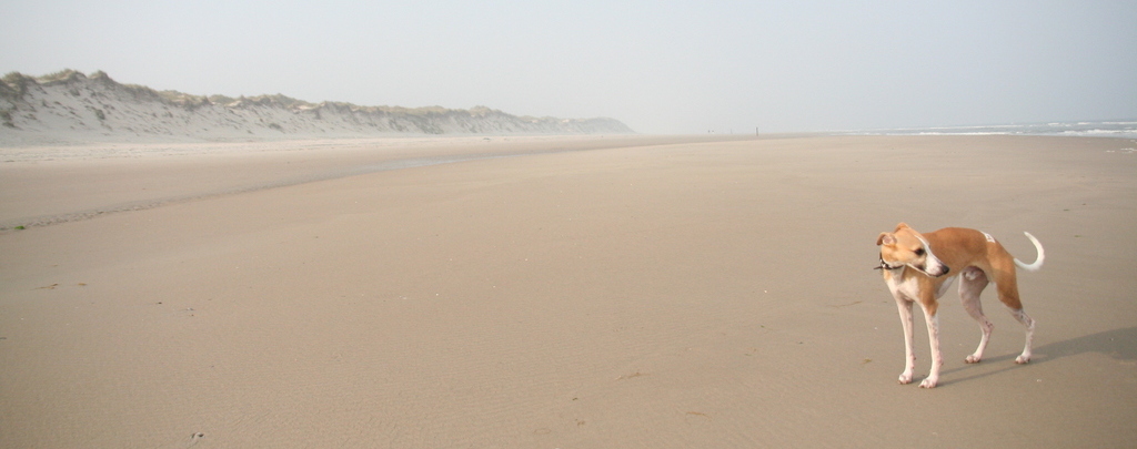 Whippet standing on an empty beach
