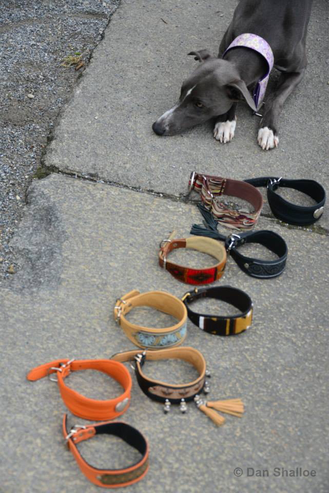 dog with his many different collars