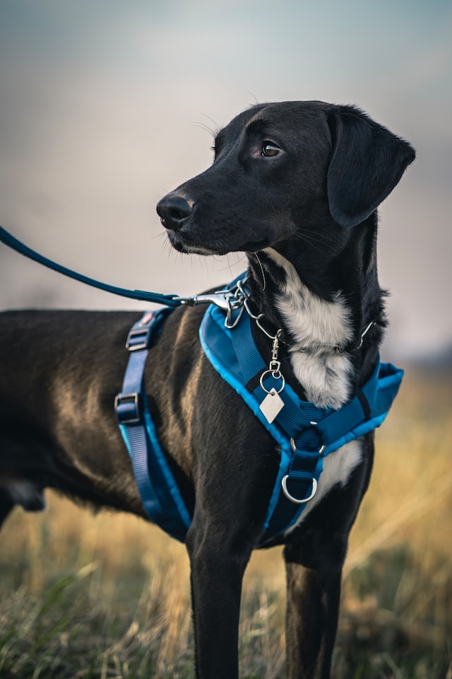 hound with blue harness