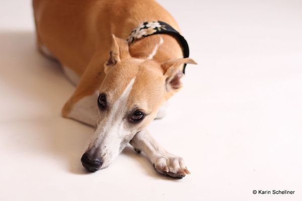 Marley - inspiration for the creation of “The Whippet Archives” 