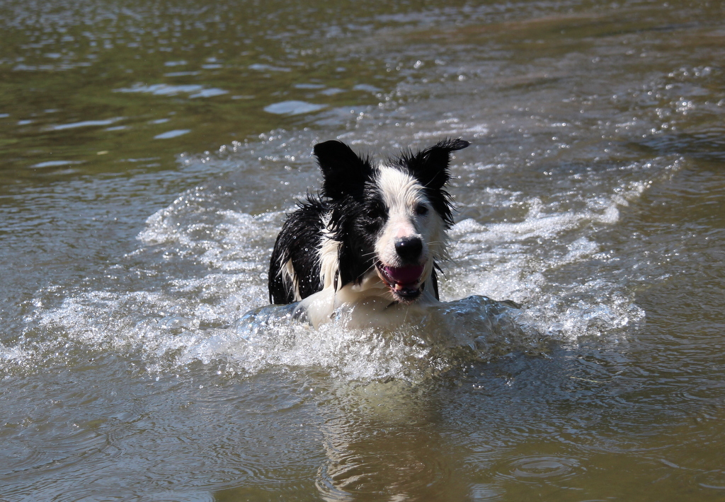 Dog in the water