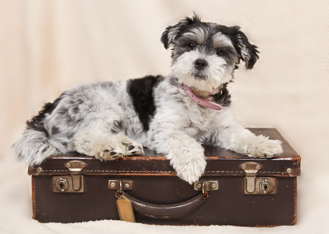 dog on a suitcase