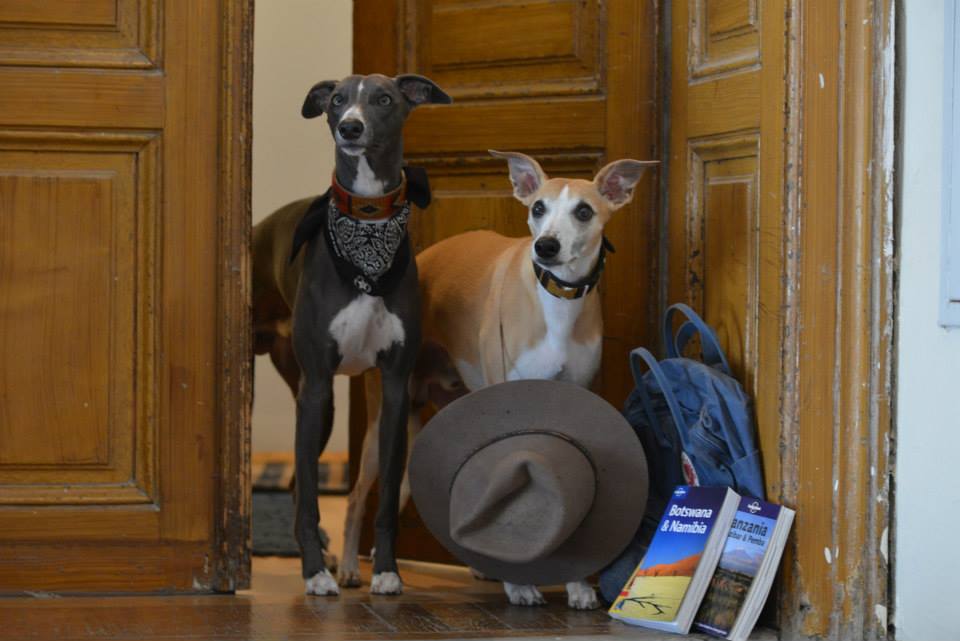 dogs in doorframe, ready for travel adventures