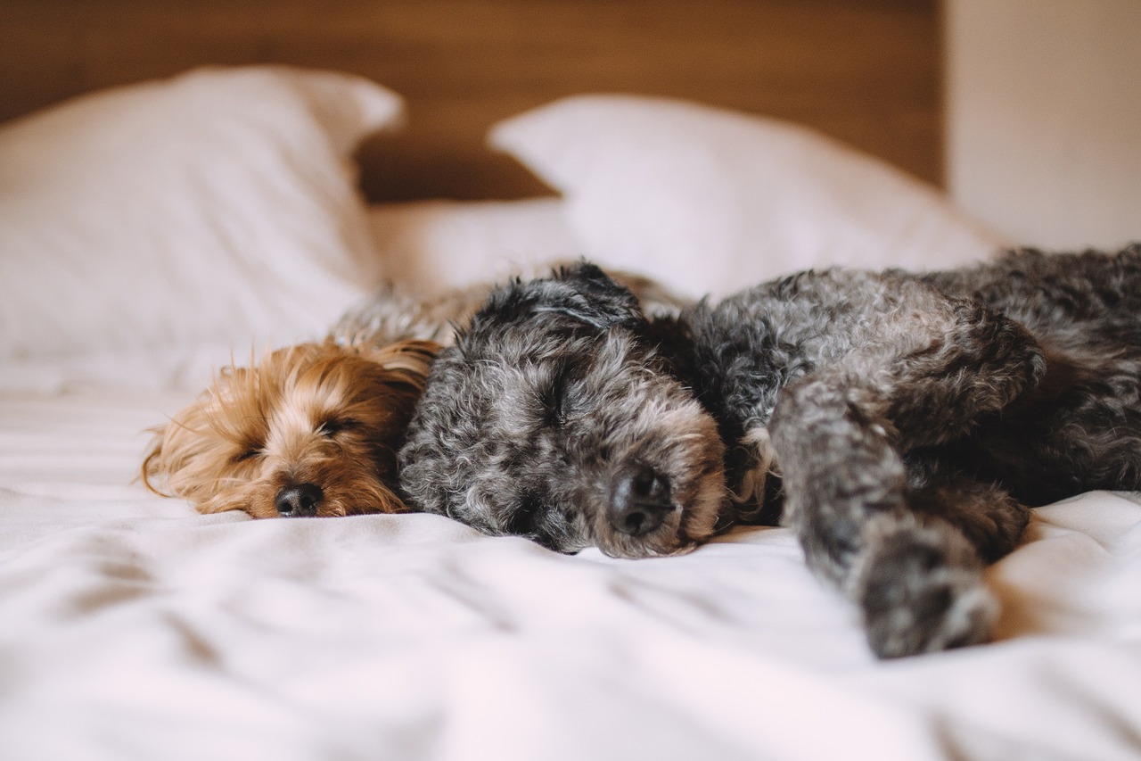 dogs sleeping on a bed