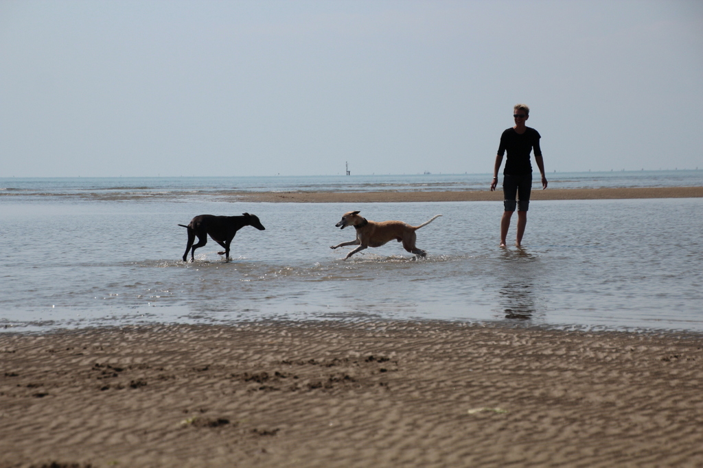 person and two dogs on the beach