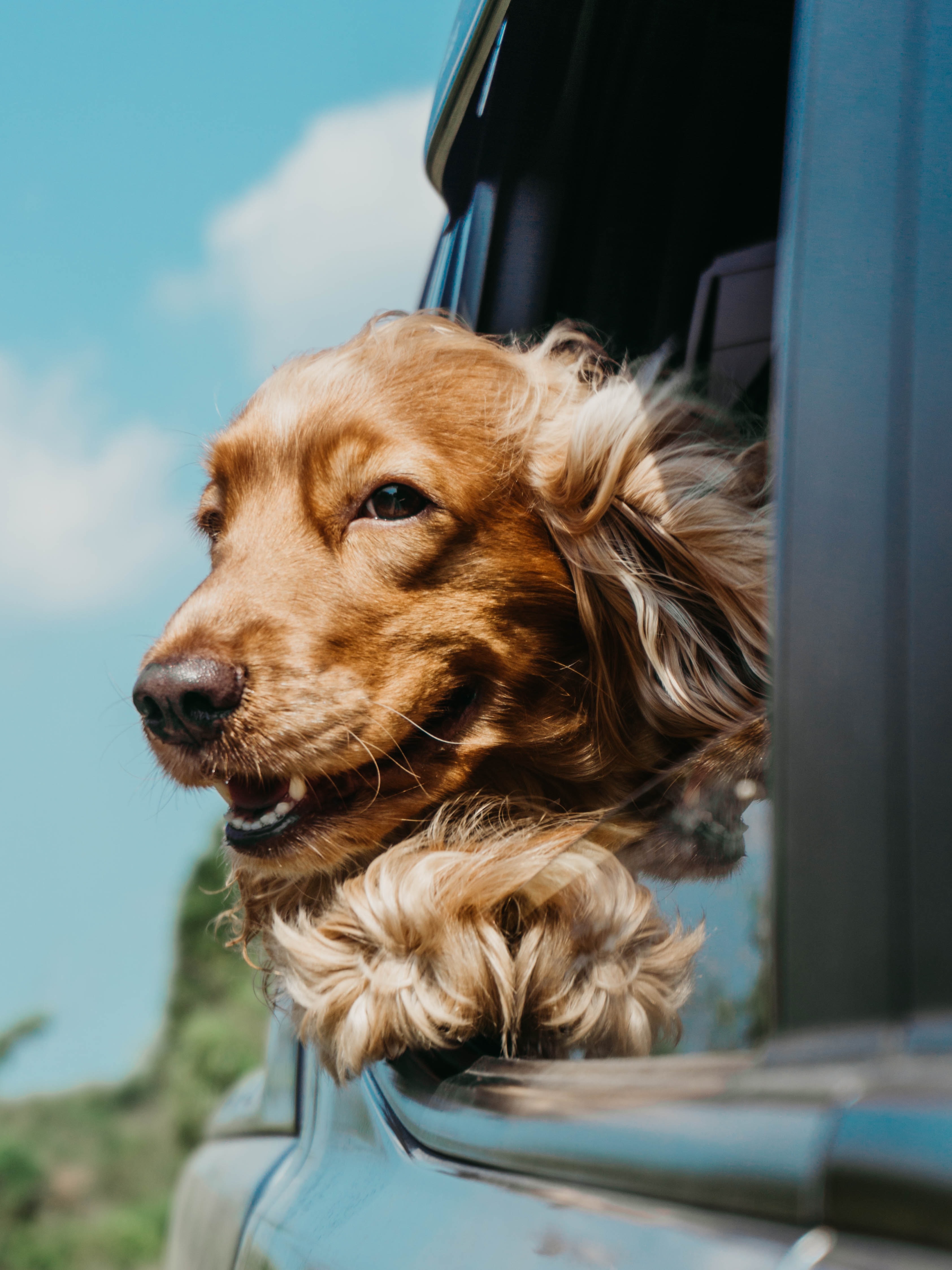 dog sticking head out of car window