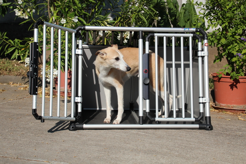 dog getting used to its crate