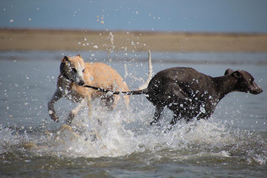 Whippets playing in the sea