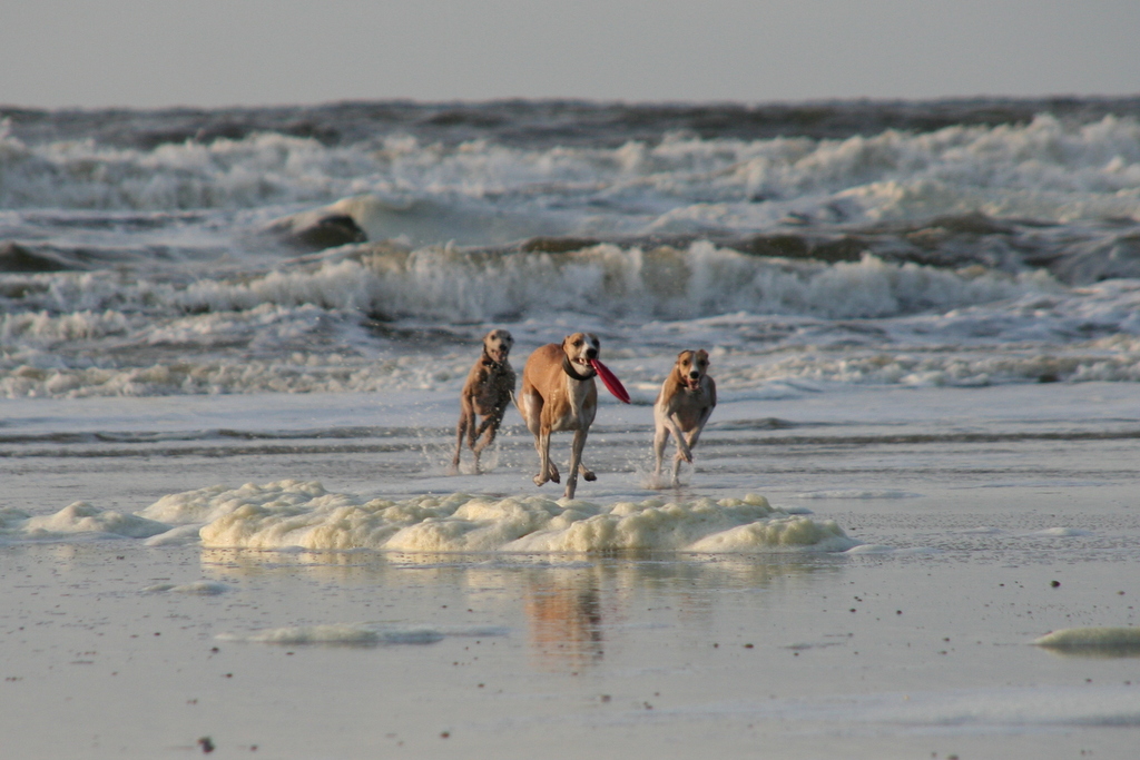 Whippets racing and playing on the beach with frisbee