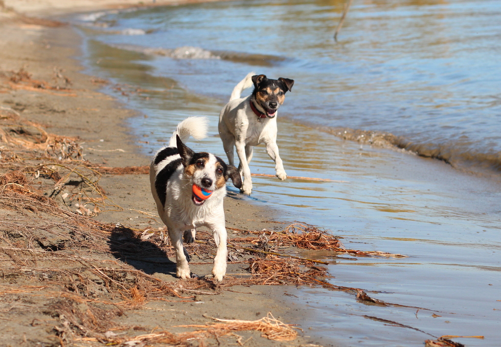 Terriers playing on the beach
