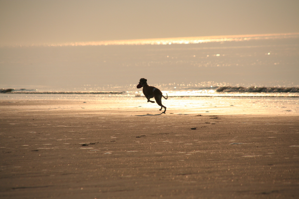 Whippet running into sunset on beach