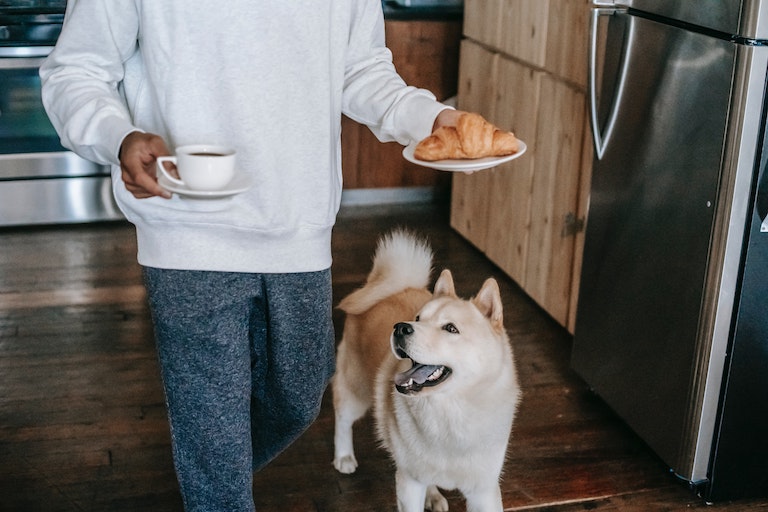 Dog aiming for coffee and croissant