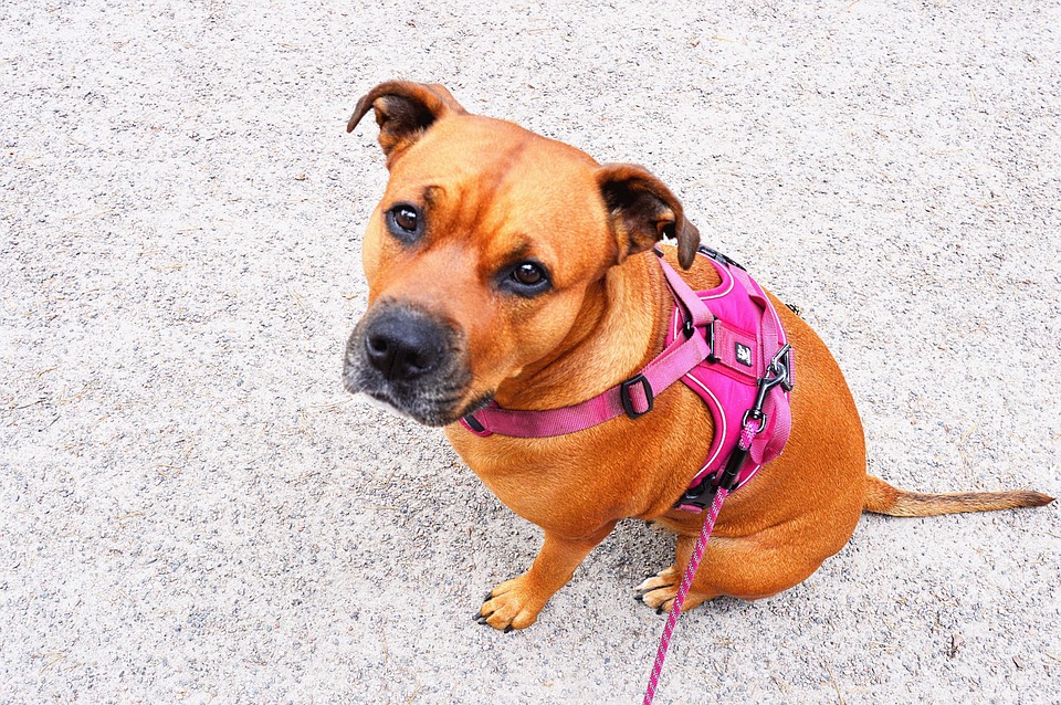 dog with pink harness