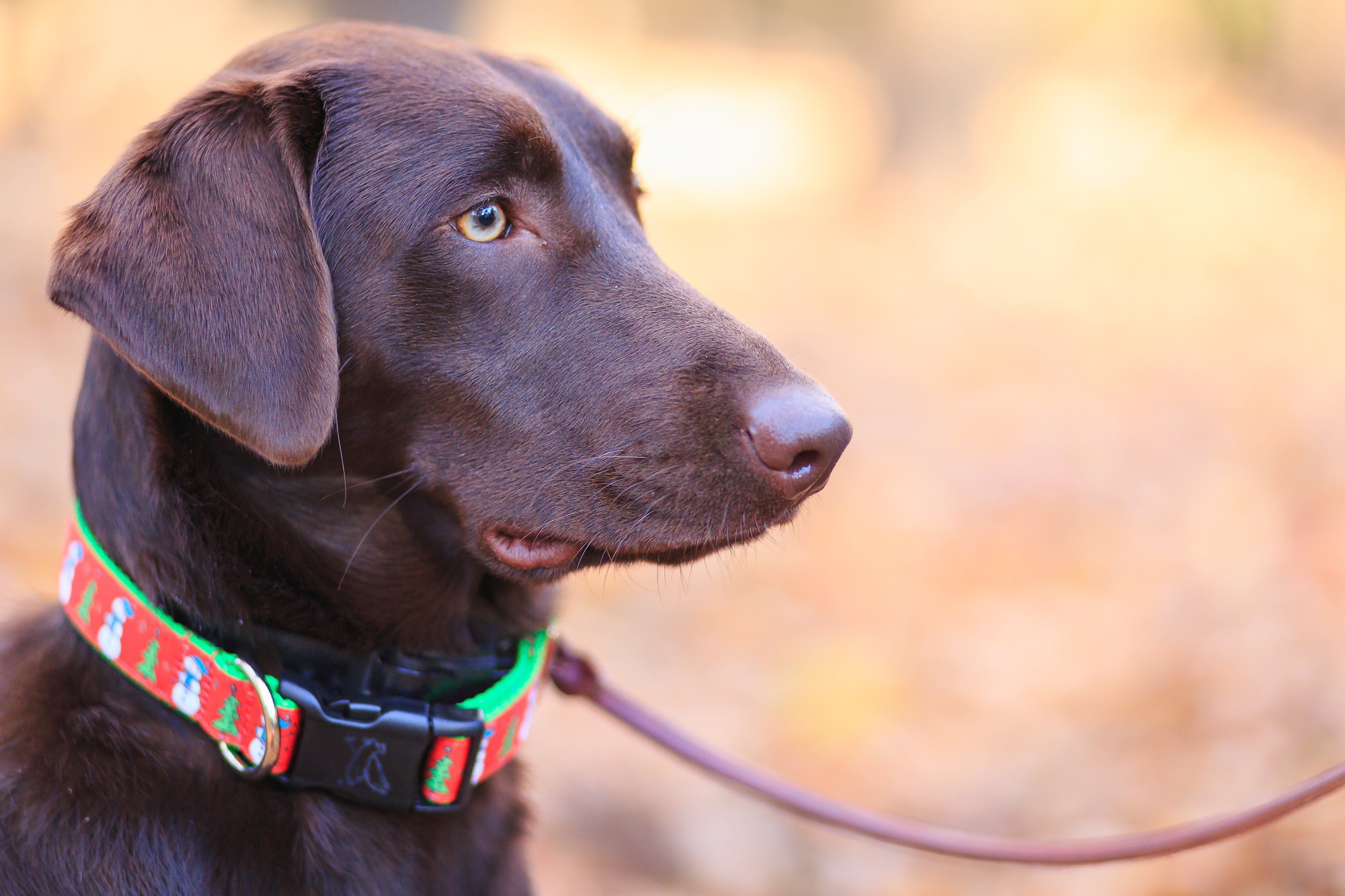 dog with a collar