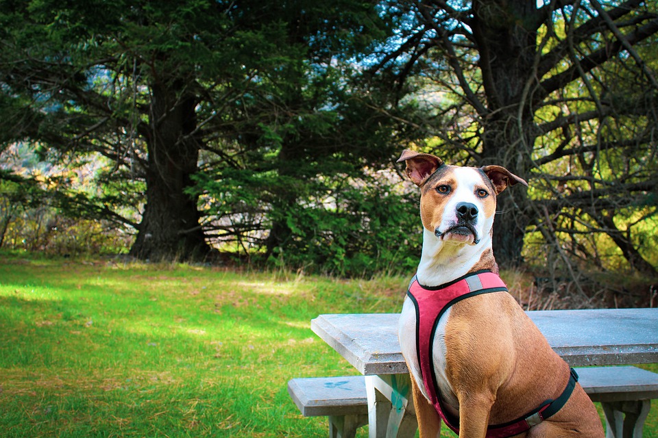 dog with red harness