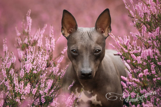 Portrait picture of a American Hairless Terrier