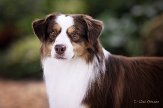 Portrait picture of a Miniature American Shepherd