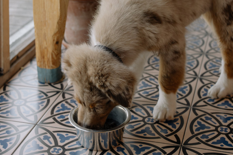 puppy eating food from bowl