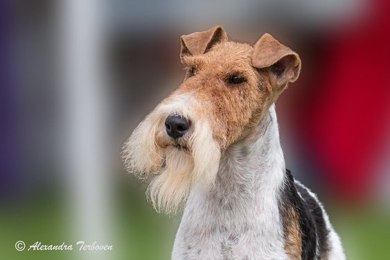 Portrait picture of a Wire Fox Terrier
