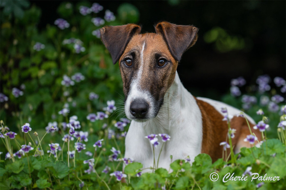 Portrait picture of a Smooth Fox Terrier