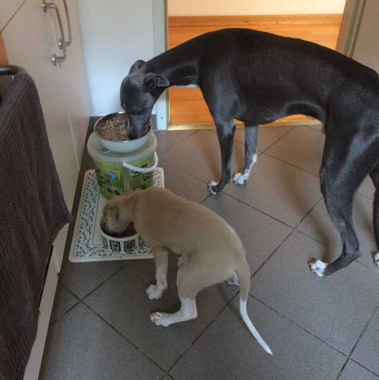 puppy and adult dog eating their food