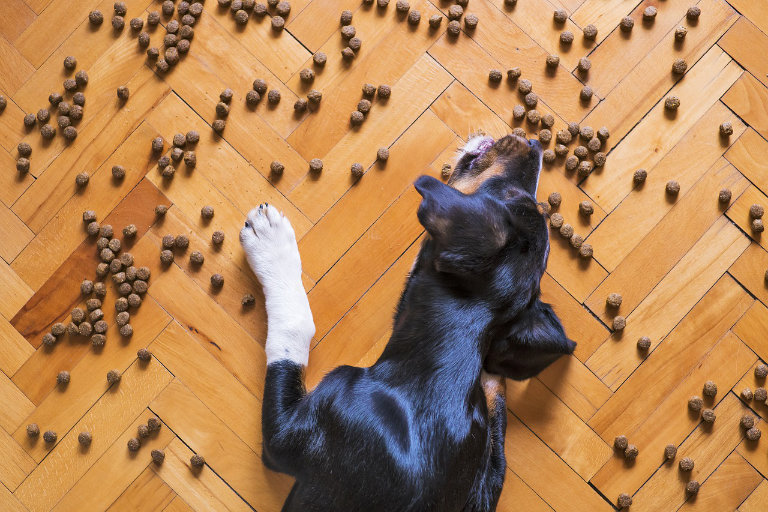 dog and kibble on the floor
