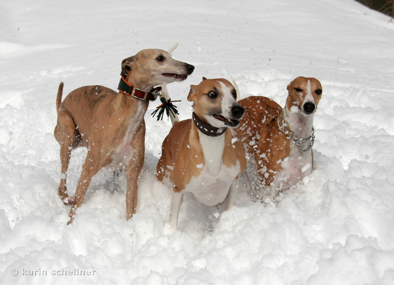 three whippets playing in the snow
