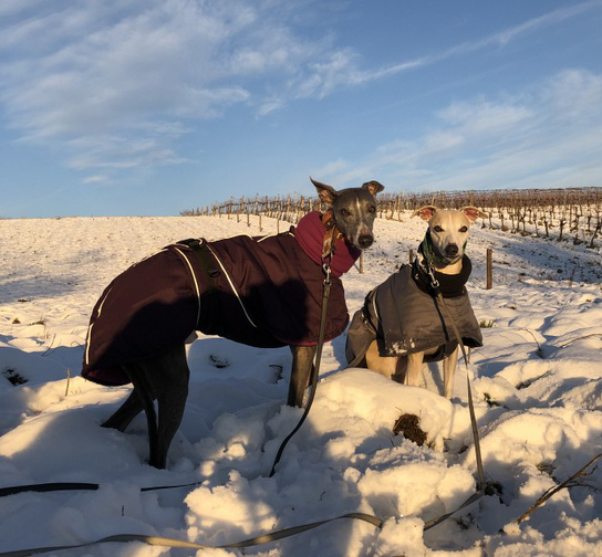 whippets in the snow posing with winter coats