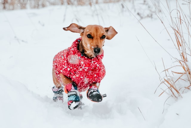 small dog with coat and boots running in snow