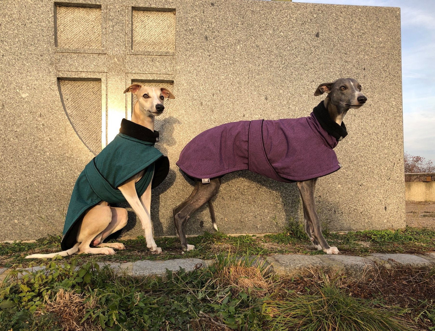 whippets posing with stylish coats