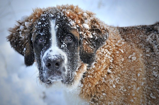 dog head covered in snow clumps