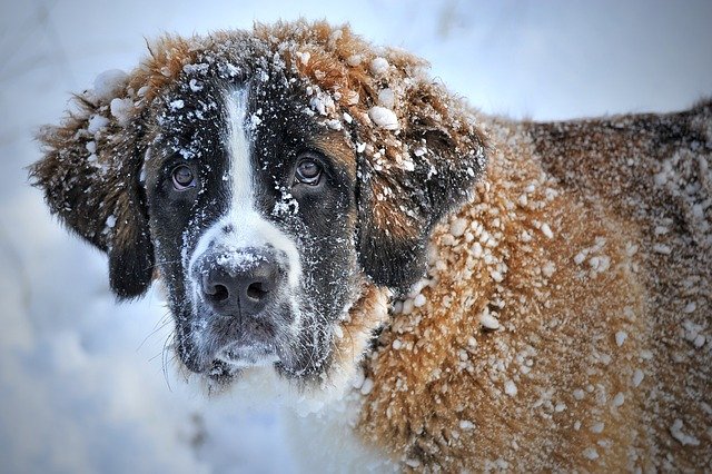 Are dogs hot sale cold in winter