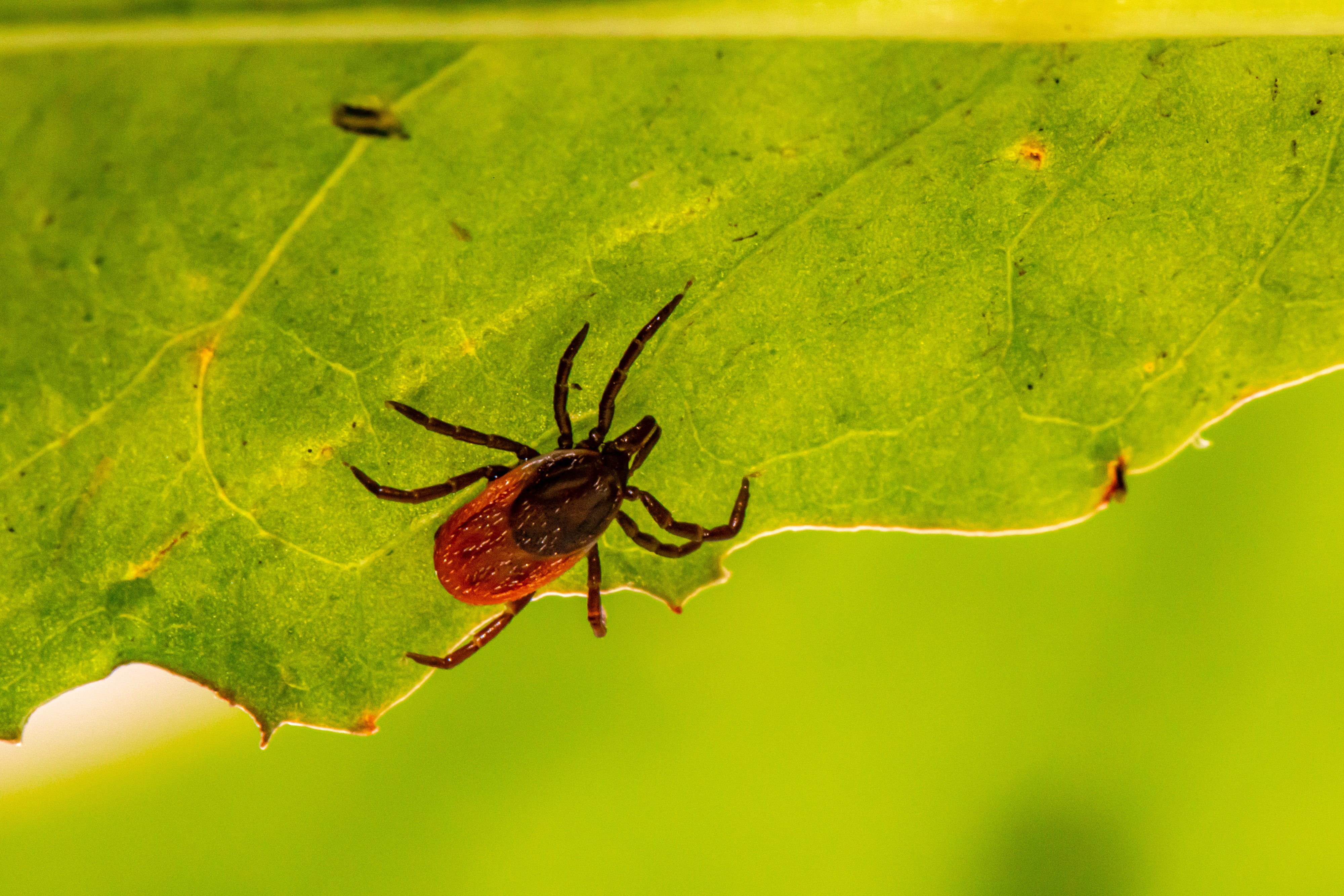 deer tick