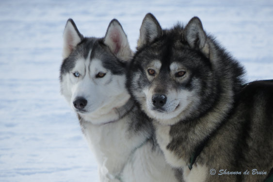 Siberian Huskies in the snow