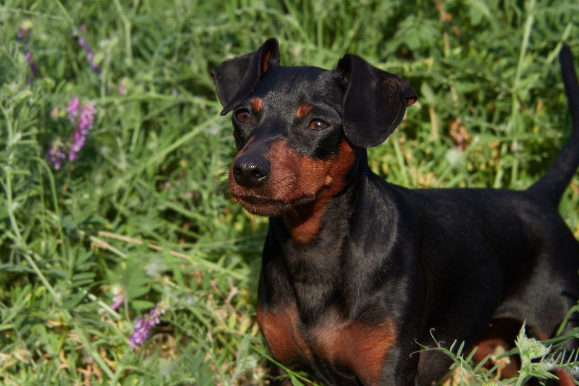 Portrait of a black and tan Miniature Pinscher