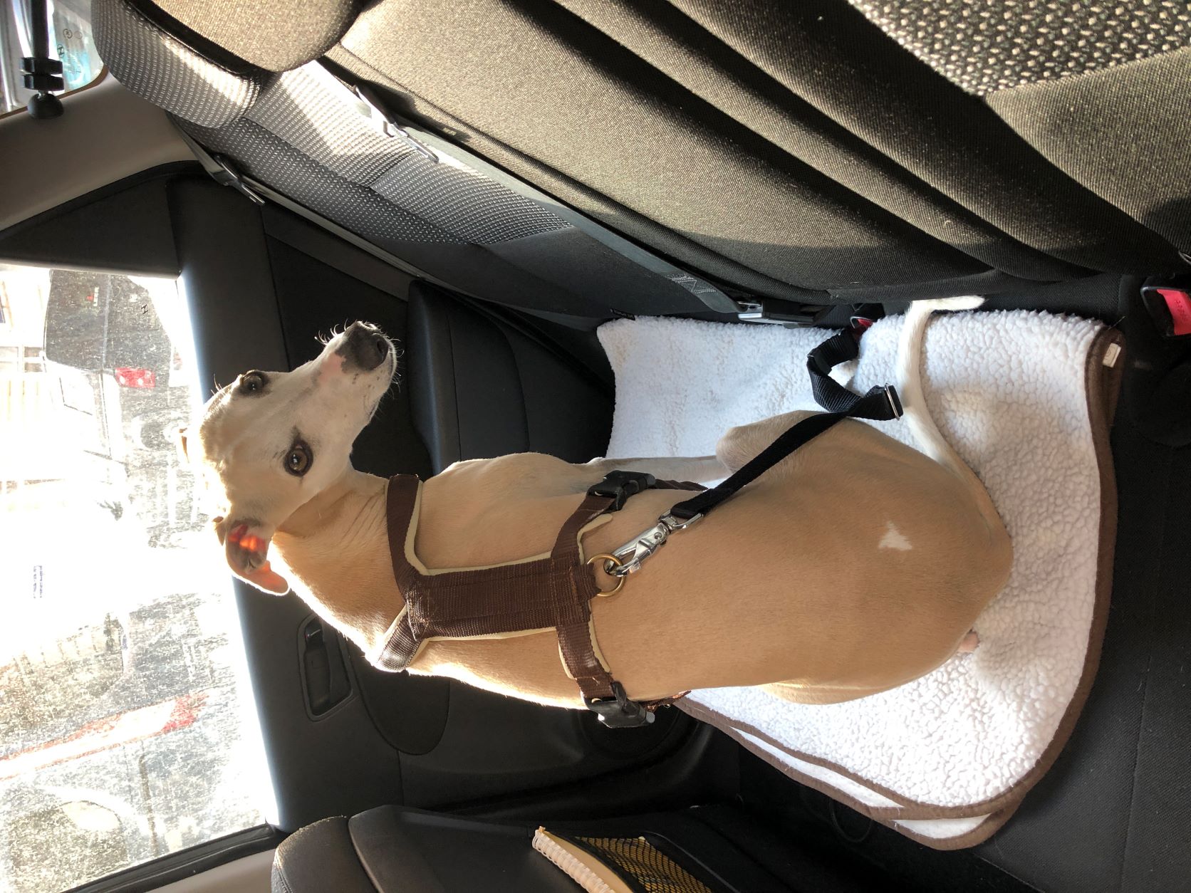Dog with back clip harness