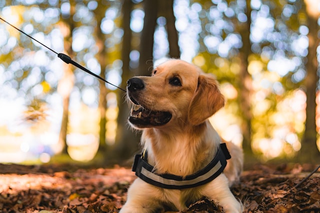 Golden Retriever with padded chest harness