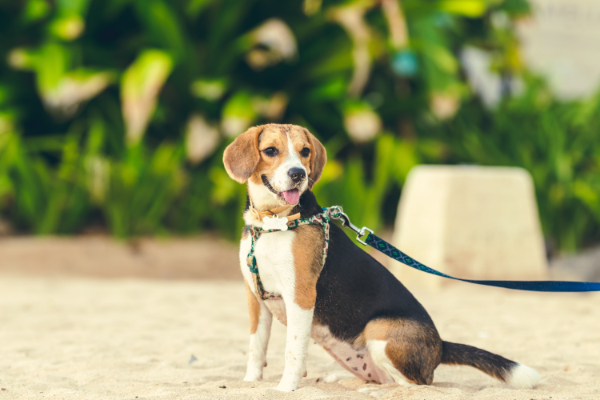 Beagle with harness