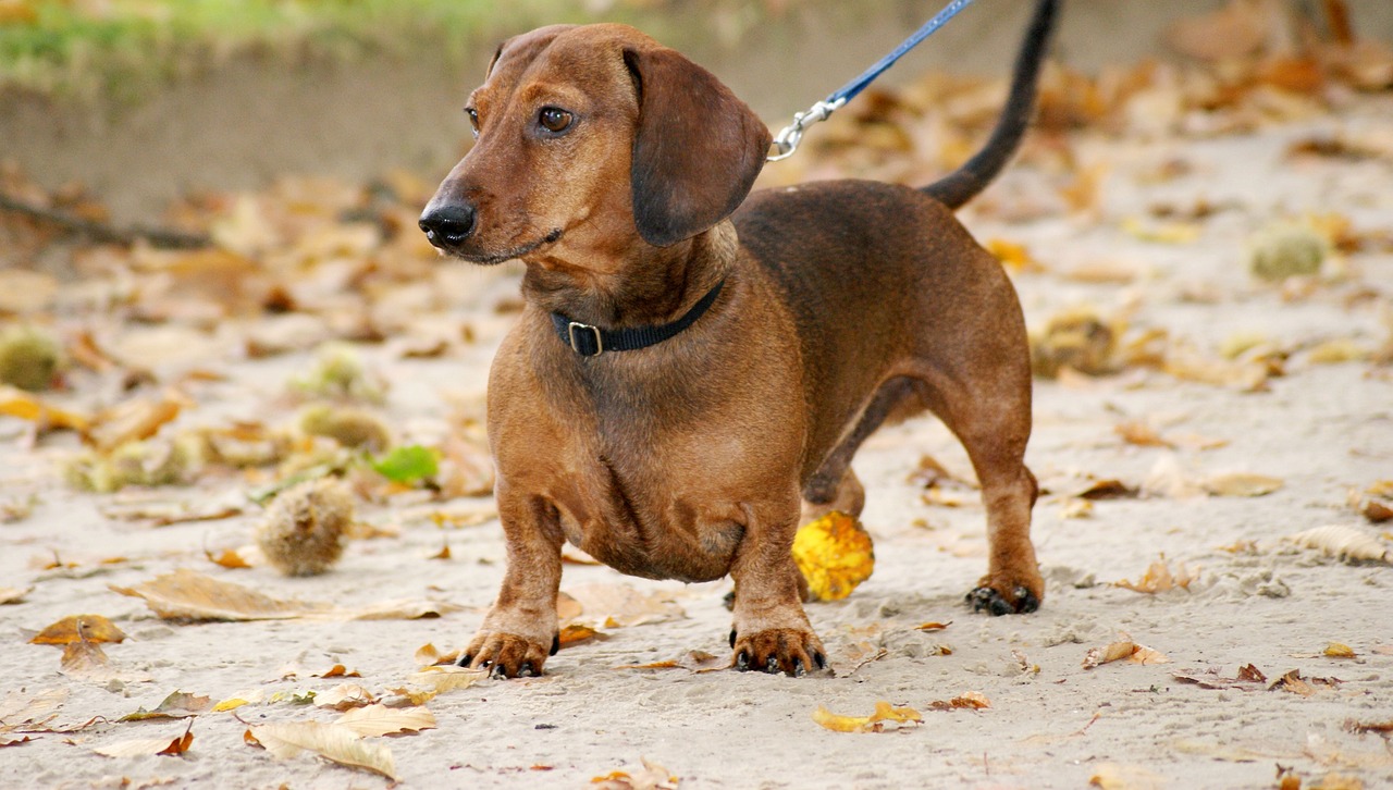 Picture of a Dachshund