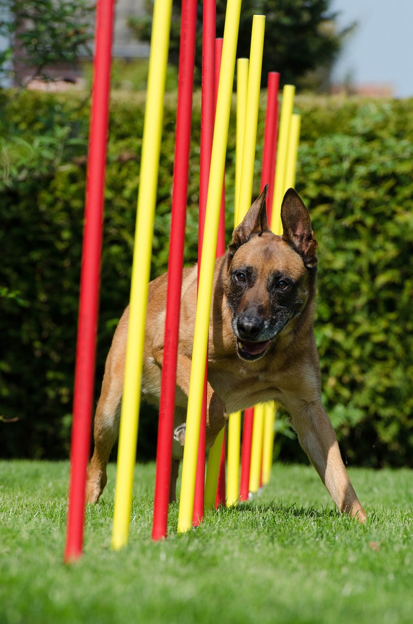 Belgian Malinois in an agility parcour