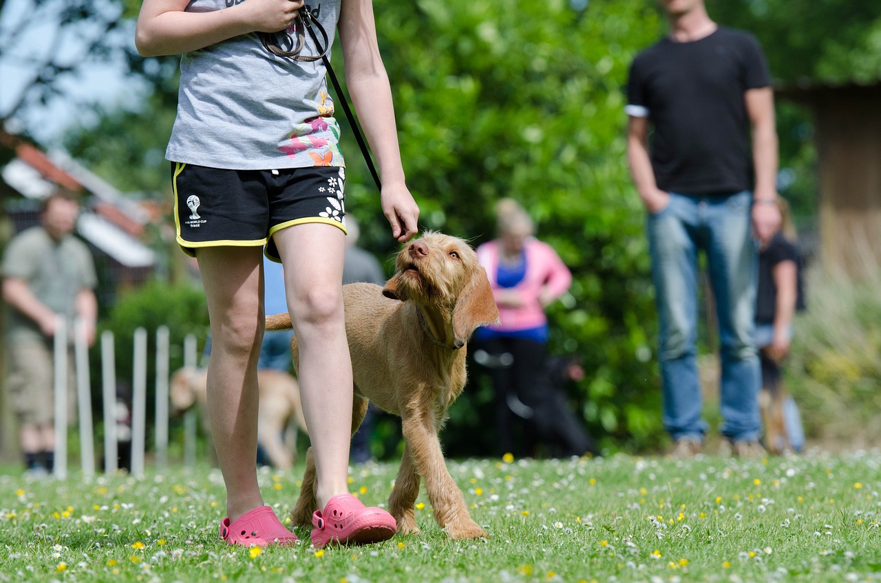 Obedience training with a dog