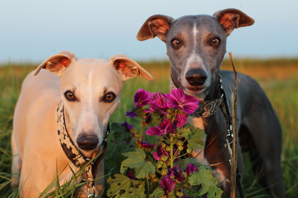 Two Whippets in a field looking into the camera