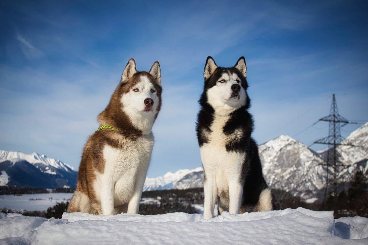 Picture of two siberian huskies