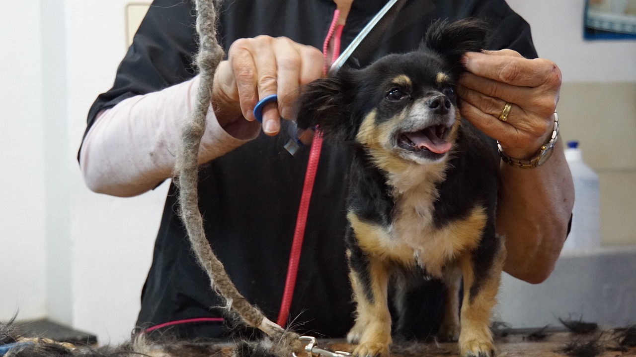 Dog in getting fur cut in a dog salon