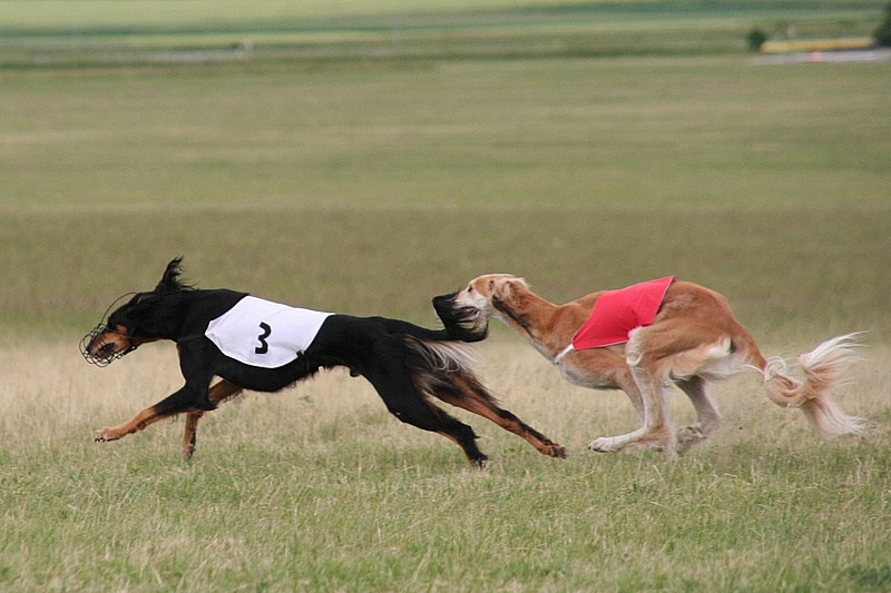 Salukis racing in a lure course