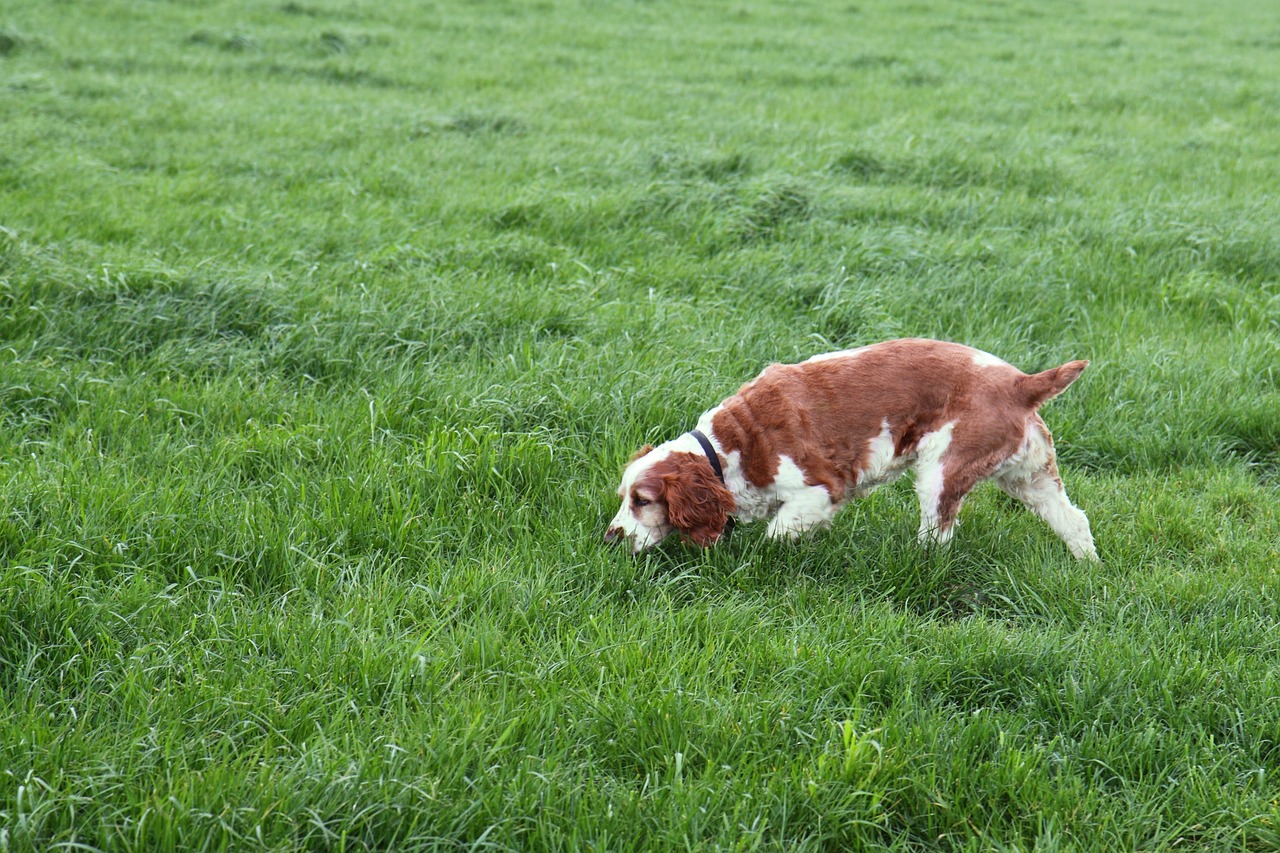 dog doing scent work