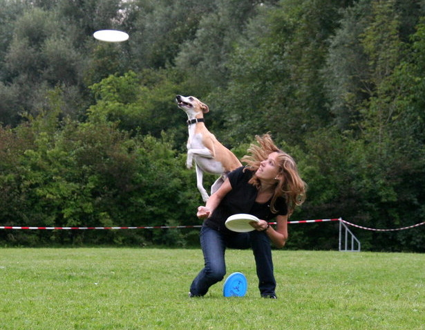 Whippet catching frisbee