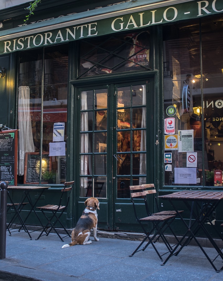Dog sitting in front of a restaurant
