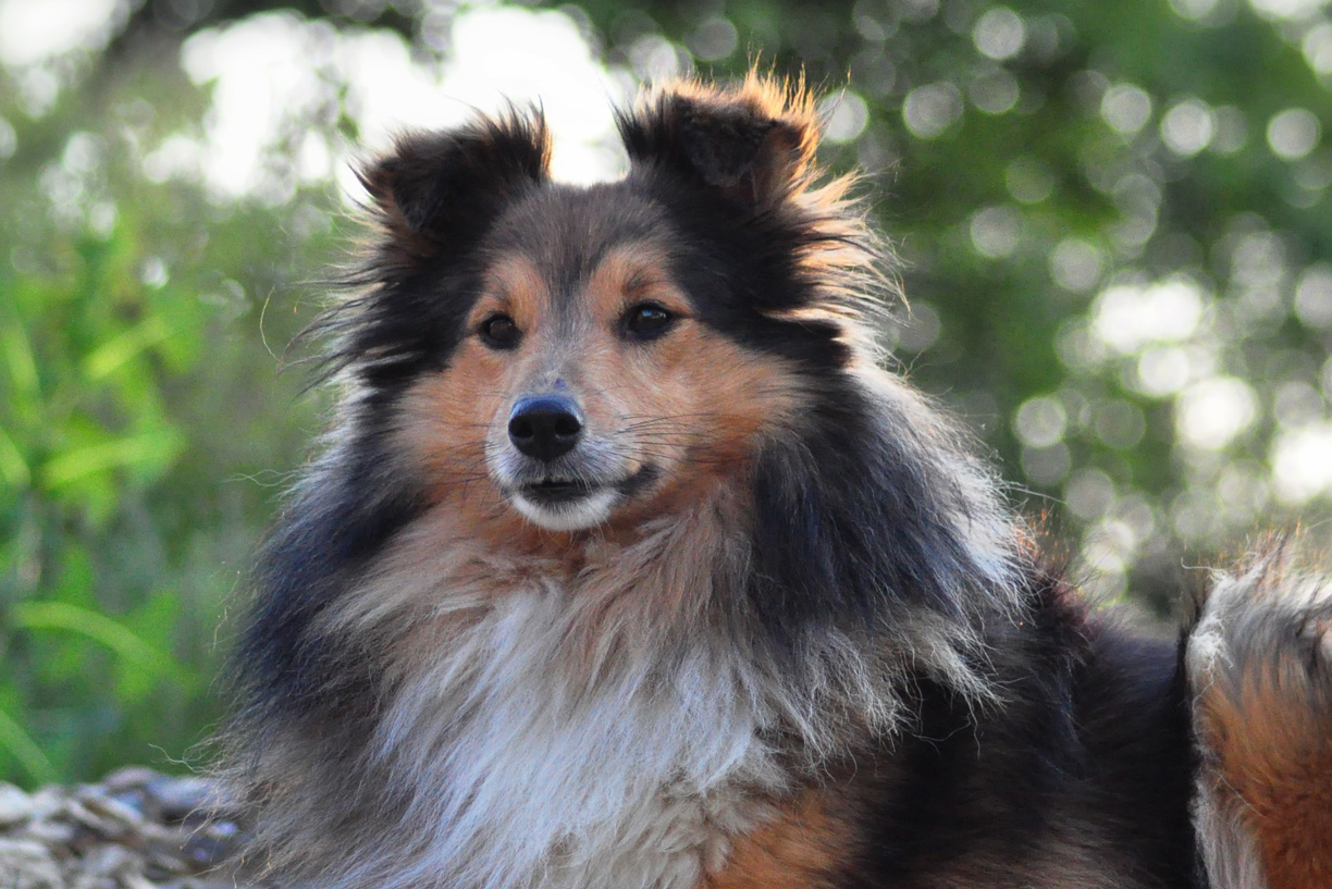 Picture of a Sheltie