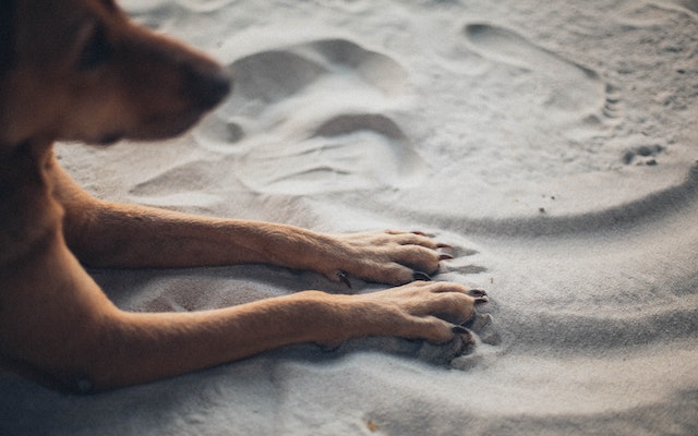 Head and front legs of a dog lying on sand